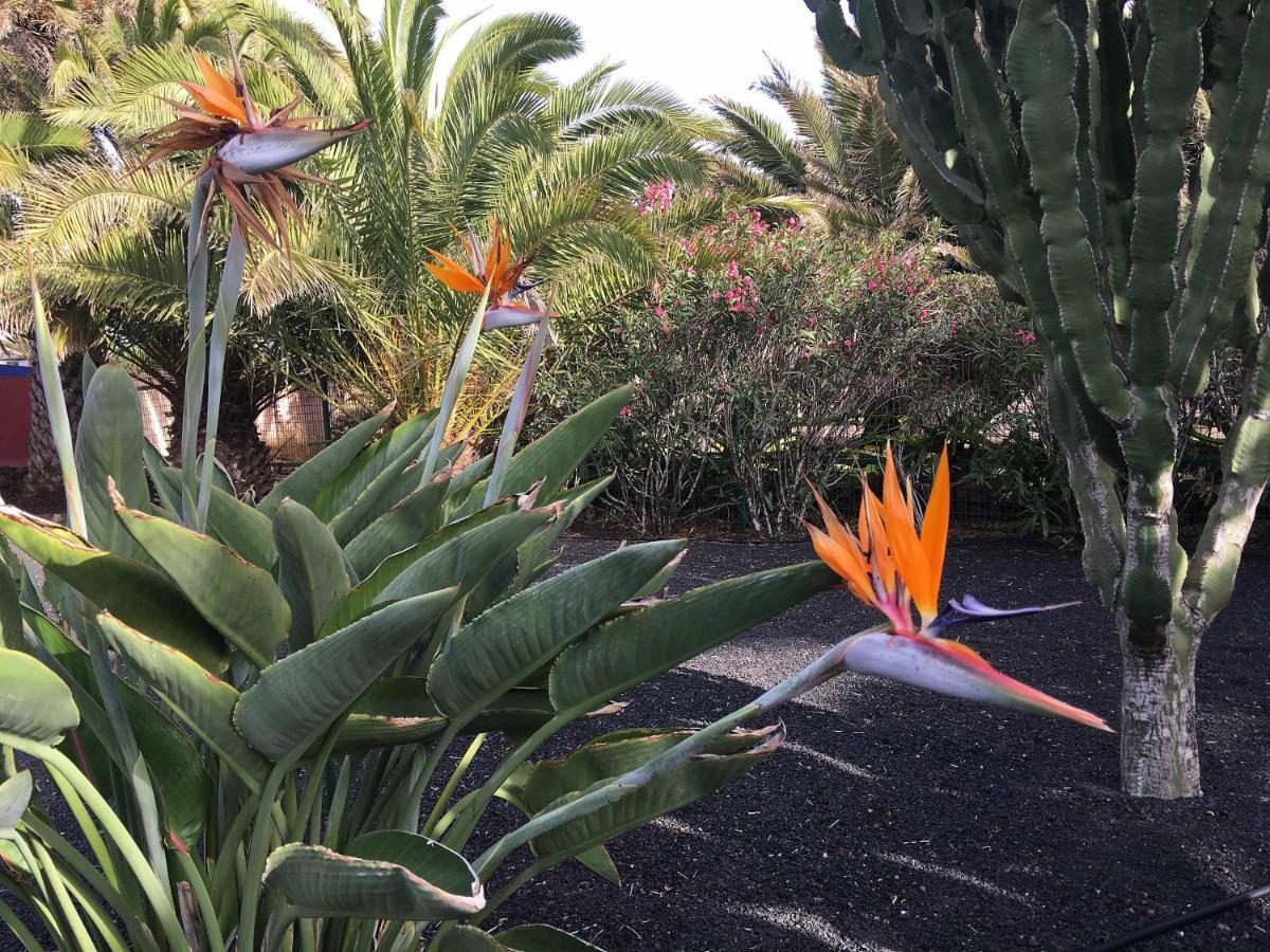 Casa Panama,In Der Finca Mimosa Teguise  Εξωτερικό φωτογραφία
